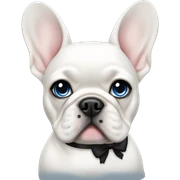 White female french bulldog with blue eyes wearing a black bow sticker