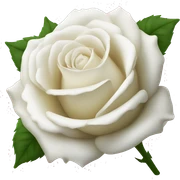 white rose sticker