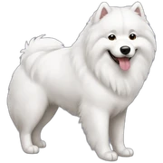 Samoyed sticker