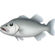 Barramundi fish  sticker