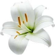 Lily flower white sticker