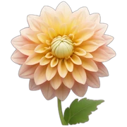 dahlia flower sticker
