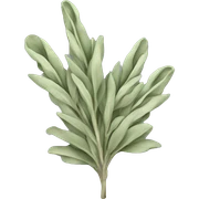 Dried sage sticker