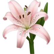 light pink lilium sticker