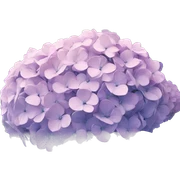 Hydrangeas  sticker