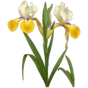 iris flora sticker
