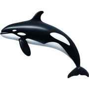 Orca  sticker