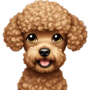Toy poodle  sticker