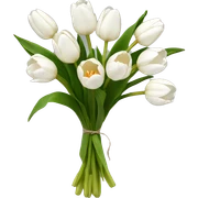 white tulip bouquet  sticker