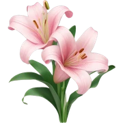 Light pink lilly bouquet sticker