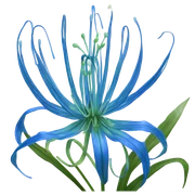 Blue spider lily sticker