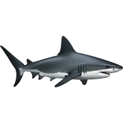 Oceanic whitetip shark sticker