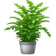 nephrolepis exaltata plant sticker