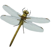 Dragonfly sticker