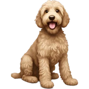 Labradoodle  sticker