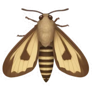 Moth sticker