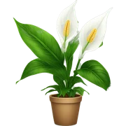 Peace lilies plant sticker
