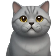 british shorthair cat sticker