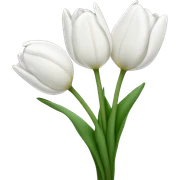 white tulips sticker