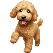 Goldendoodle qui dance sticker