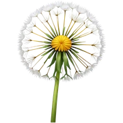 Dandelion sticker