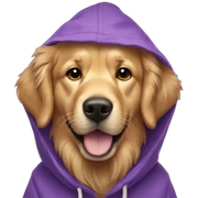 golden retriever in purple hoodie sticker