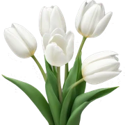 White tulips sticker