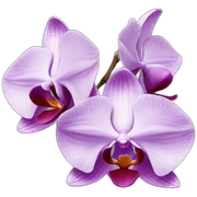 orchids sticker
