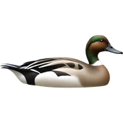 Pintail duck sticker