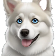 Black and white Alaskan husky pomeranian mix dog blue eyes sticker