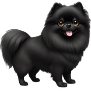 Solid black Pomeranian sticker