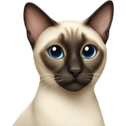 a siamese cat sticker