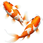 2 Koi fish sticker