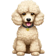 Cream poodle sticker