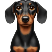 Dachshund  sticker