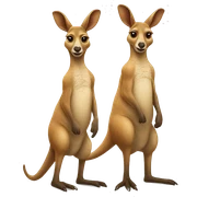 Two kangaroos sticker