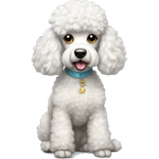 Perrita blanca poodle sticker
