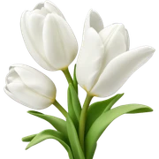 White tulips sticker
