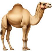 Camel sticker