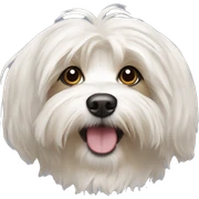 Havanese sticker