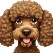 Brown poodle sticker