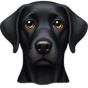 Black lab sticker