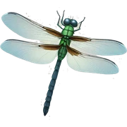 Dragonfly  sticker