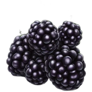 Blackberries sticker
