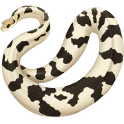 Pied python sticker