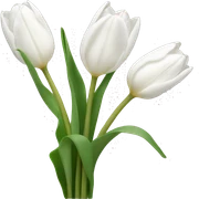 white tulips  sticker