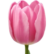 Tulip pink sticker