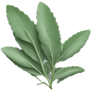 sage sticker