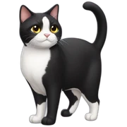 chonky tuxedo cat sticker