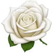 White rose sticker